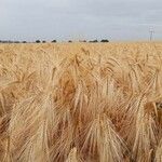 Hordeum vulgare 果實