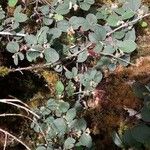 Cotoneaster integerrimusFoglia