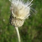 Tyrimnus leucographus Fruit