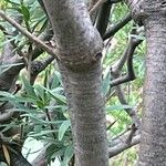 Euphorbia piscatoria Corteza