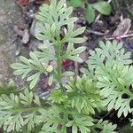 Cotula australis Leaf