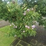 Lagerstroemia speciosaFiore