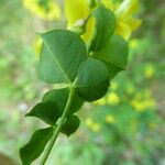 Cytisophyllum sessilifolium Leaf