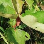 Clappertonia ficifolia Blatt