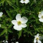 Anemonastrum canadense Blomma