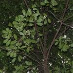 Garcinia pedicellata Hábito