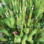 Lycopodium annotinum Yaprak