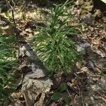 Lycopodium dendroideumList