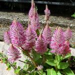 Ptilotus extenuatus Hábito