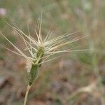 Aegilops neglecta Ffrwyth