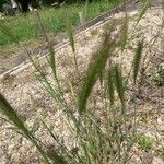 Hordeum murinumЛіст