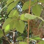 Vitex megapotamica Foglia