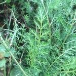 Achillea distans Leaf