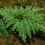 Selaginella firmuloides অভ্যাস