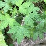 Geranium sibiricum List