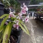 Vanda tricolor Kwiat