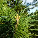 Pinus koraiensis Цвят