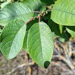 Salix aurita Folha