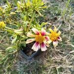 Coreopsis grandiflora Kvet