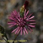 Volutaria tubuliflora Blomst