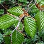 Carpinus orientalis Blad