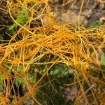 Cuscuta americana Folio