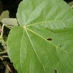 Heliocarpus americanus Leaf