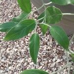 Salvia discolor Leaf