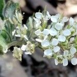 Lepidium hirtum Flower