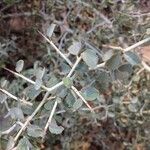 Ceanothus leucodermis Hábito
