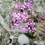 Pericallis aurita Blomma