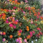 Lantana camara Flower