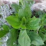 Silene latifoliaFolha