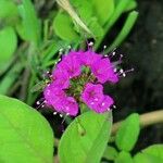 Commicarpus pedunculosus Квітка