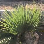 Sabal mexicana Blad