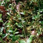 Neottia cordata Costuma