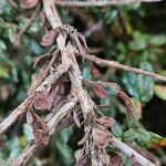 Cotoneaster microphyllus Bark