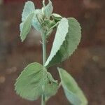 Abutilon incanum 葉