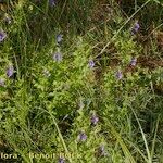 Scutellaria hastifolia Hábito