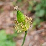 Papaver cambricum Fruit