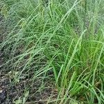 Carex pseudocyperus ശീലം