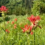 Castilleja miniata Çiçek