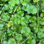 Hydrocotyle sibthorpioidesLapas