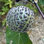 Datura metel Frutto