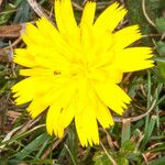 Leontodon saxatilis Fleur