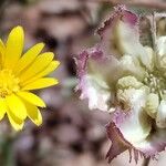 Calendula tripterocarpa Fruit