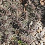 Opuntia fragilis Leaf