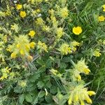 Rhinanthus glacialisFlower