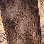 Terminalia stenostachya Bark