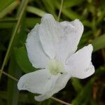 Thunbergia laevis ᱵᱟᱦᱟ